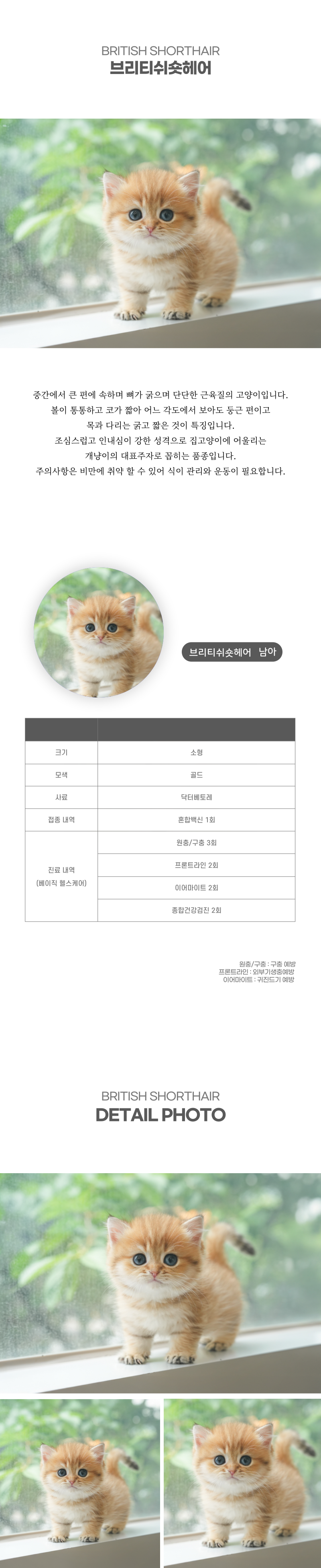 브리티쉬숏헤어_상세이미지_2